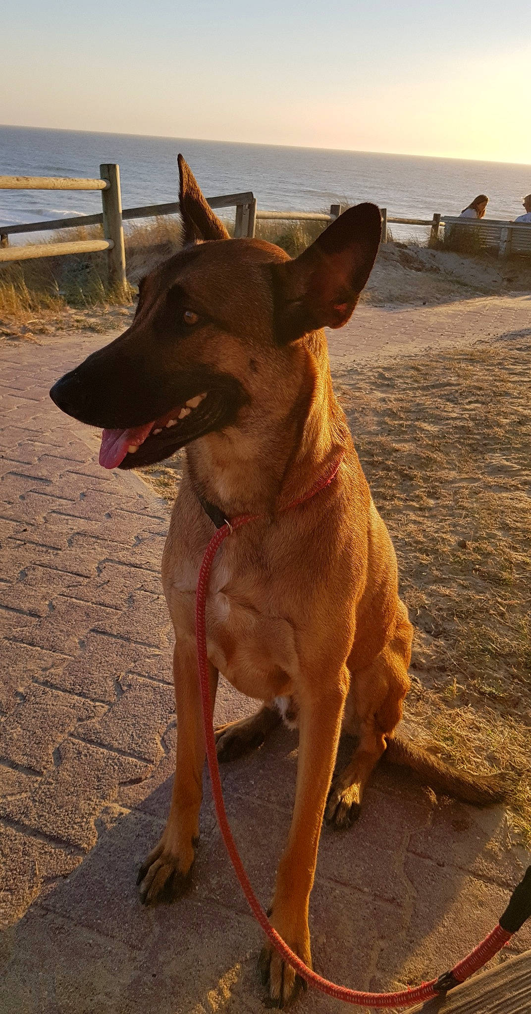 Nesquik participe au concours pour gagner de l'argent avec cette photo : beach, canidae, carnivore, collar, companion_dog, dog, dog_breed, dog_collar, fawn, guard_dog, liver, sky, snout, soil, sporting_group, tail, water, whiskers, working_animal, working_dog