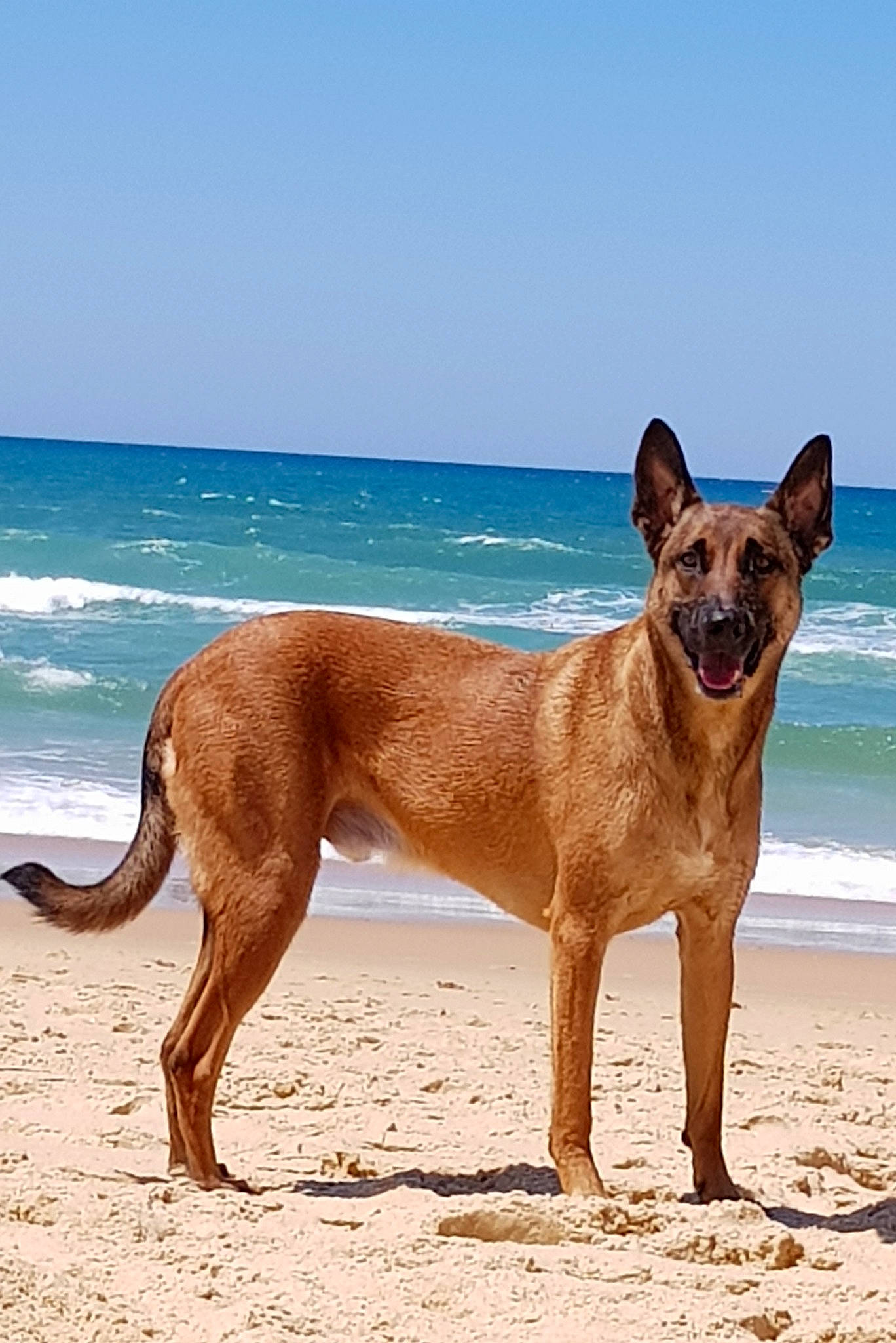 Nesquik a rejoint le concours — aidez-le/la à gagner de superbes lots ! beach, body_of_water, canidae, carnivore, collar, companion_dog, dog, dog_breed, fawn, foot, lake, liver, ocean, sky, snout, sporting_group, tail, terrestrial_animal, water, working_animal