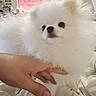 dog, pomeranian, puppy, fluffy, white_dog, pet, hand, bed, blanket, indoor, cozy, cute, small_dog, animal, companion, furry, domestic, room, curtain, soft