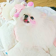 Sugar joined the competition — help win amazing prizes! dog, pomeranian, fluffy, white, pink_blush, plush_toy, bear, blanket, cute, pet, indoors, soft, fur, tongue_out, adorable, cozy, animal, face, pink_ears, resting