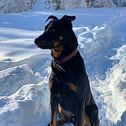 Topaze a rejoint le concours — aidez-le/la à gagner de superbes lots ! dog, black_dog, tan_markings, collar, sitting, snow, snowy_landscape, outdoor, winter, nature, pet, animal, canine, fur, portrait, sunlight, daylight, trees, frozen, cold