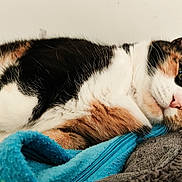 Fauve a rejoint le concours — aidez-le/la à gagner de superbes lots ! cat, calico_cat, pet, sleeping, cozy, blanket, fur, whiskers, close_up, indoor, pillow, bed, relaxed, cute, portrait, animal, feline, ear, nose, bedding