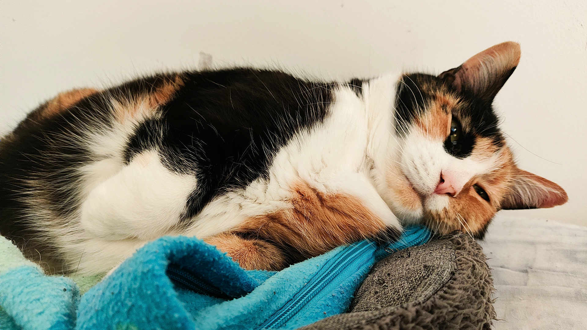 Fauve a rejoint le concours — aidez-le/la à gagner de superbes lots ! cat, calico_cat, pet, sleeping, cozy, blanket, fur, whiskers, close_up, indoor, pillow, bed, relaxed, cute, portrait, animal, feline, ear, nose, bedding