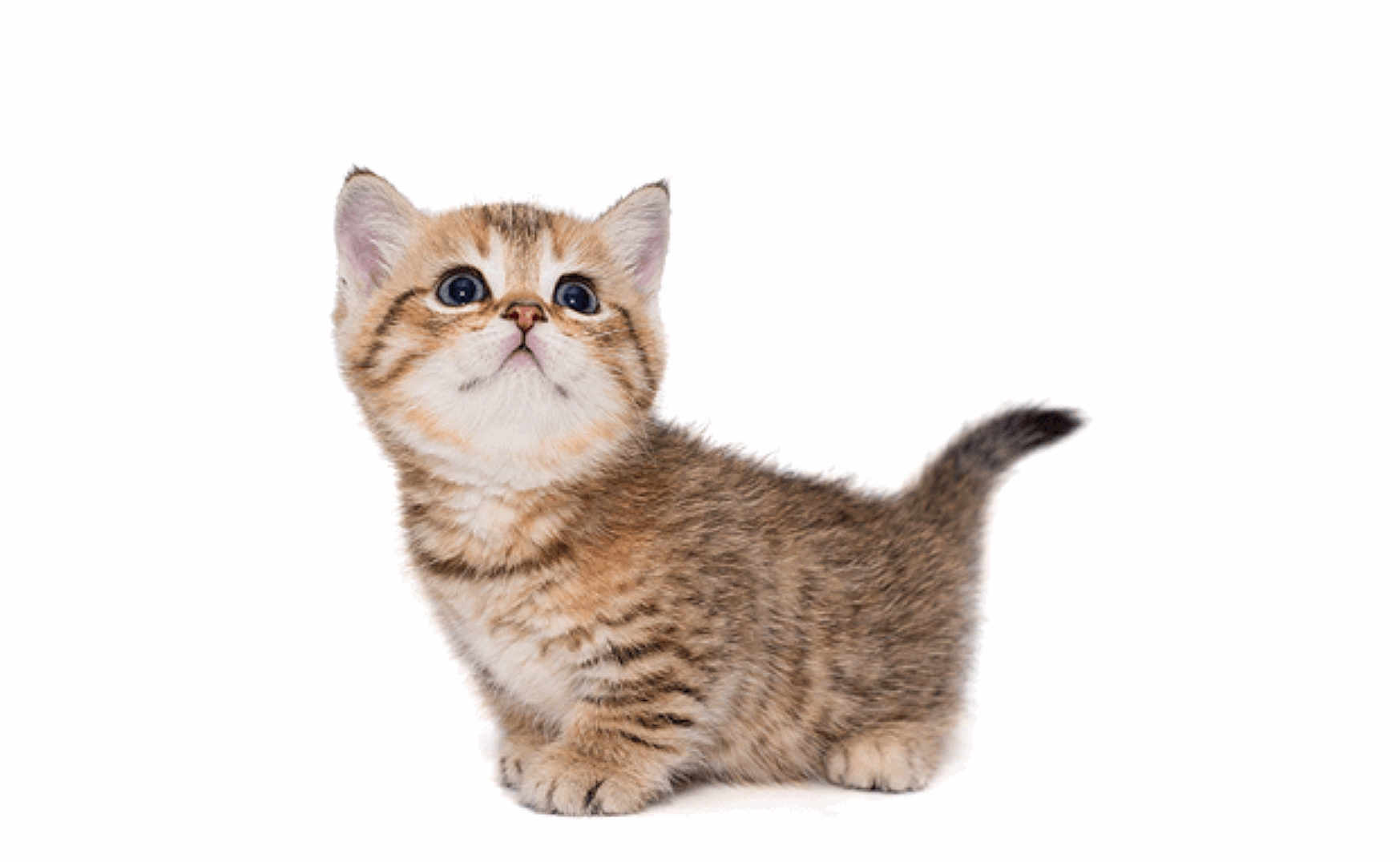 Munchkin