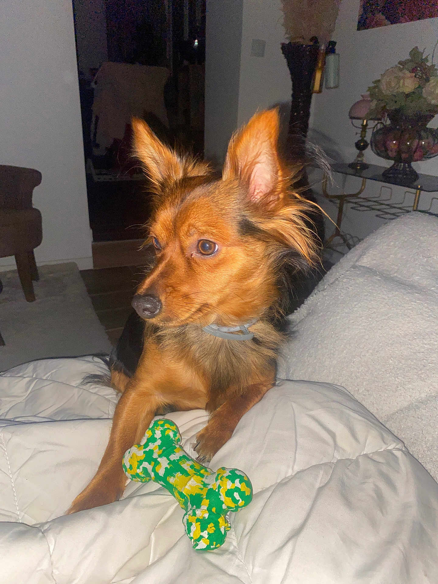 Tobby a rejoint le concours — aidez-le/la à gagner de superbes lots ! dog, toy, bone_shaped_toy, blanket, indoor, pet, canine, fur, ears, alert, brown, collar, living_room, furniture, couch, carpet, decor, lamp, table, home