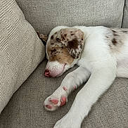 Cody is registered to the contest to win money with this photo: puppy, dog, sleeping, couch, pet, fur, pink_nose, paw, cozy, resting, indoor, domestic_animal, cute, animal, relaxation, white_fur, brown_spots, texture, home, soft