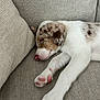 puppy, dog, sleeping, couch, pet, fur, pink_nose, paw, cozy, resting, indoor, domestic_animal, cute, animal, relaxation, white_fur, brown_spots, texture, home, soft