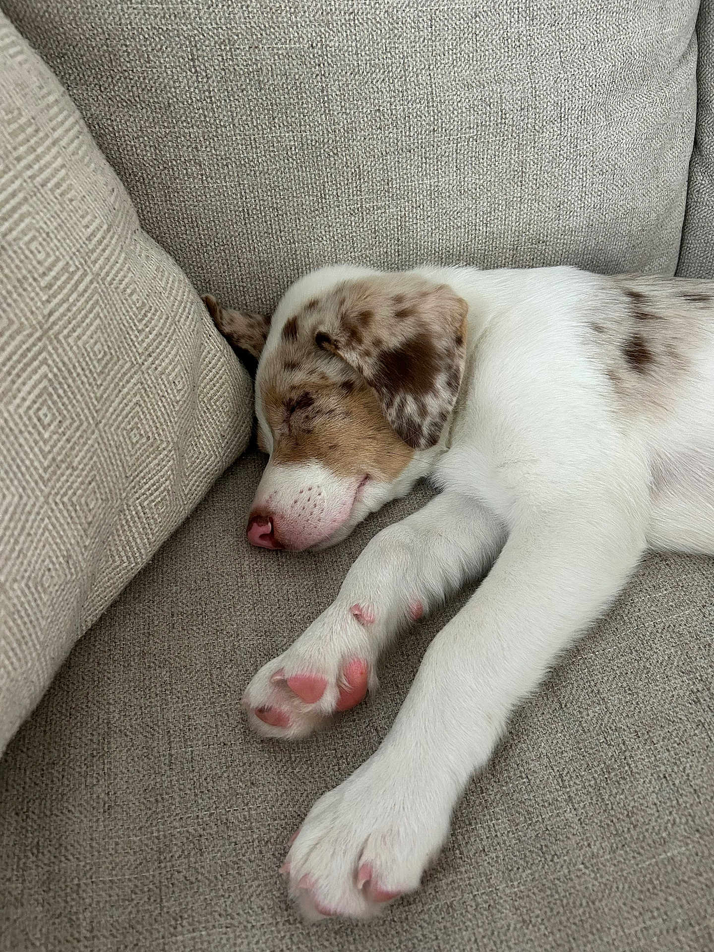 Cody