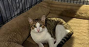Savannah is registered to the contest to win money with this photo: animal, cat, cozy, curious, cute, ears, enclosure, eyes, feline, floor, indoor, nose, pet_bed, plush, resting, shadow, tabby, whiskers, white, wire_cage