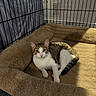 animal, cat, cozy, curious, cute, ears, enclosure, eyes, feline, floor, indoor, nose, pet_bed, plush, resting, shadow, tabby, whiskers, white, wire_cage