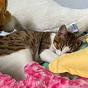Savannah joined the competition — help win amazing prizes! animal, blanket, cat, comfort, cozy, cushion, cute, domestic, feline, fur, indoor, nap, pet, plush_toy, relaxed, resting, sleeping, soft, stuffed_animal, tabby