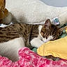 animal, blanket, cat, comfort, cozy, cushion, cute, domestic, feline, fur, indoor, nap, pet, plush_toy, relaxed, resting, sleeping, soft, stuffed_animal, tabby