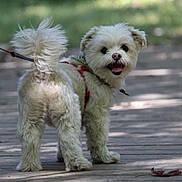 Marley joined the competition — help win amazing prizes! dog, pet, white_dog, fluffy, leash, outdoor, path, happy, canine, small_dog, walk, nature, sunlight, shadow, fur, tail, animal, domestic_animal, cute, companion