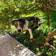 Chaplïn participe au concours pour gagner de l'argent avec cette photo : dog, outdoor, greenery, sunlight, shadow, bush, grass, curious, animal, pet, nature, daylight, paw, snout, leaf, tree, plant, ground, sidewalk, canine