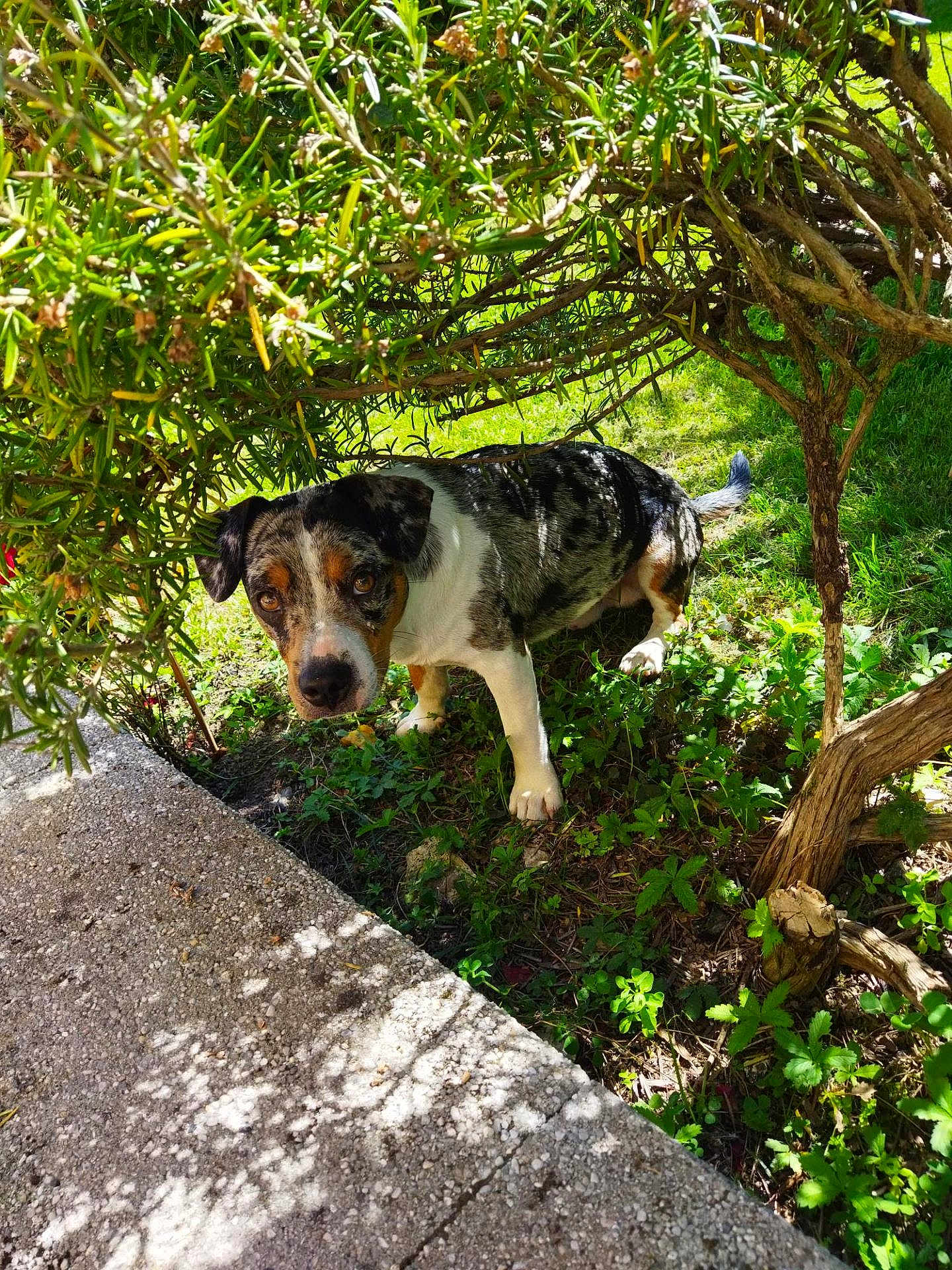 Chaplïn participe au concours pour gagner de l'argent avec cette photo : dog, outdoor, greenery, sunlight, shadow, bush, grass, curious, animal, pet, nature, daylight, paw, snout, leaf, tree, plant, ground, sidewalk, canine