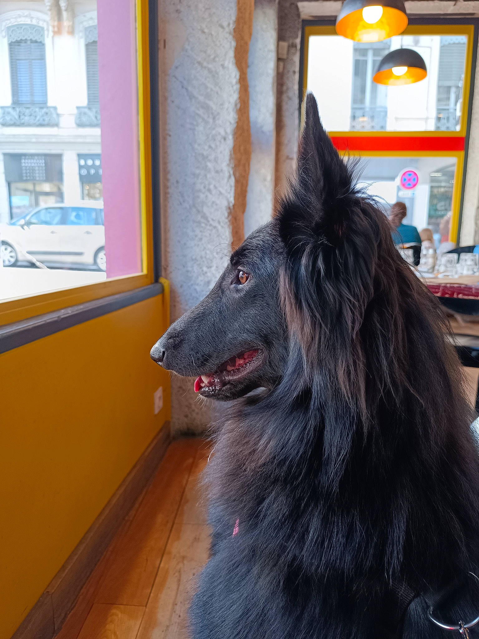 Tchen a rejoint le concours — aidez-le/la à gagner de superbes lots ! canidae, carnivore, collar, companion_dog, dog, dog_breed, fang, fur, giant_dog_breed, herding_dog, jaw, shelf, snout, sporting_group, terrestrial_animal, vehicle, whiskers, window, working_animal, working_dog