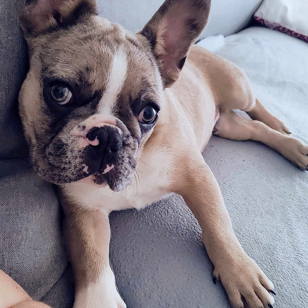 Vador participe au concours pour gagner de l'argent avec cette photo : animal, boxer, bulldog, canine, chair, couch, dog, frenchbulldog, furniture, pet, pitbull, pug, puppy