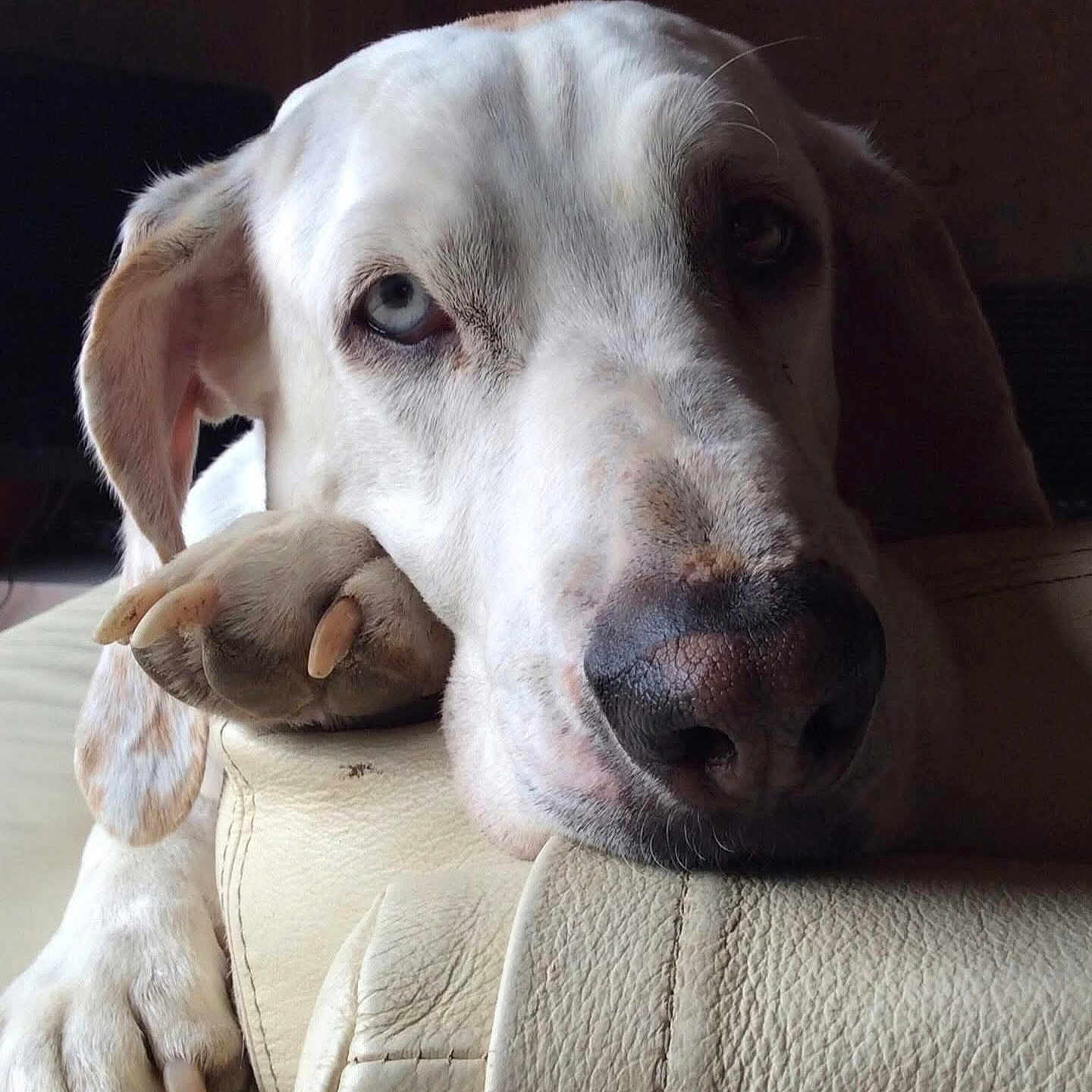 Delf participe au concours pour gagner de l'argent avec cette photo : dog, white_dog, pet, animal, close_up, portrait, face, paw, claws, nose, eyes, floppy_ears, white_fur, sleepy, relaxed, indoor, chair, leather, furniture, photography