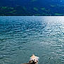 Bob a rejoint le concours — aidez-le/la à gagner de superbes lots ! dog, water, lake, swimming, stick, mountain, nature, outdoor, animal, canine, happy, playful, water_surface, cloudy_sky, scenic, greenery, recreation, pet, summer, adventure