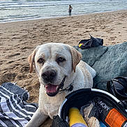 Bob participe au concours pour gagner de l'argent avec cette photo : dog, labrador, beach, sand, towel, ocean, waves, person, snacks, bag, bread, relaxation, outdoor, summer, water, sky, clouds, happy, pet, vacation