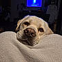 dog, golden_retriever, labrador, pet, animal, close_up, blanket, resting, indoors, cozy, television, soft_lighting, cute, expression, face, fur, nostrils, ears, home, comfort