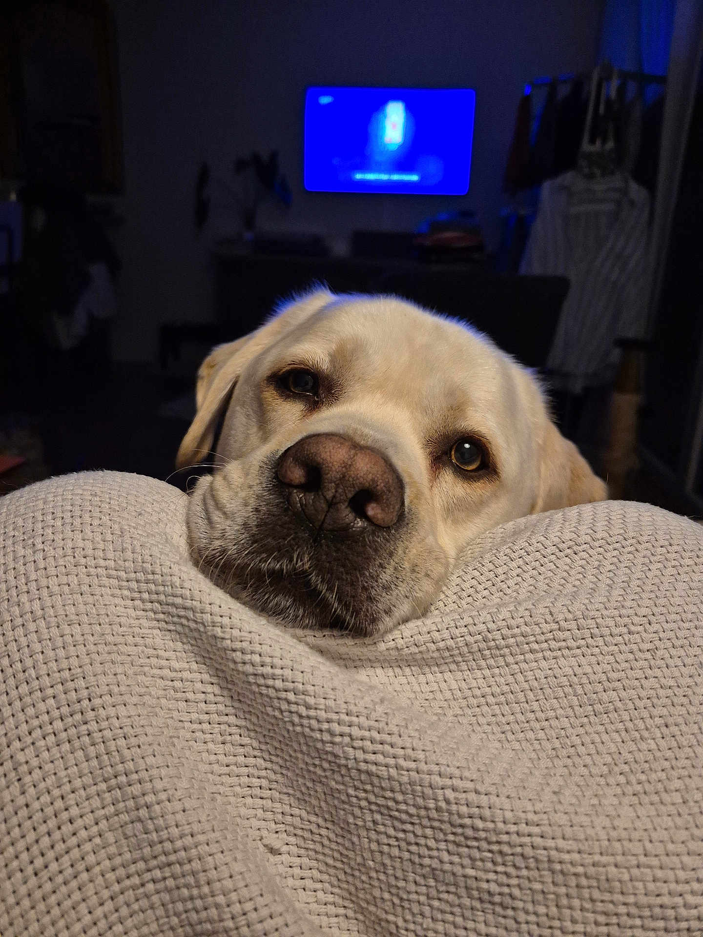 Bob