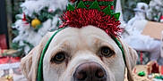 Bob a rejoint le concours — aidez-le/la à gagner de superbes lots ! dog, labrador, christmas_hat, holiday, festive, decorations, christmas_tree, presents, indoors, pet, cute, white_dog, portrait, animal, celebration, seasonal, background, close_up, holiday_spirit, calm