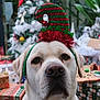 dog, labrador, christmas_hat, holiday, festive, decorations, christmas_tree, presents, indoors, pet, cute, white_dog, portrait, animal, celebration, seasonal, background, close_up, holiday_spirit, calm