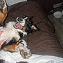 Houston is registered to the contest to win money with this photo: dog, playful, tongue_out, brown_blanket, white_blanket, indoor, happy, pet, canine, fur, paw, mouth_open, ears, floor, cabinet, joyful, resting, animal, relaxed, home