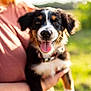 puppy, dog, pet, animal, black_and_white, brown_patches, tongue_out, happy, outdoor, sunlight, person, holding, pink_shirt, grass, blurred_background, cute, young_dog, portrait, close_up, friendly