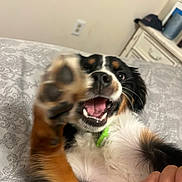 Houston is registered to the contest to win money with this photo: dog, paw, bed, bedspread, collar, mouth, fur, black, brown, white, playful, pet, indoor, hand, ring, happy, closeup, blur, animal, canine