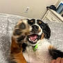 dog, paw, bed, bedspread, collar, mouth, fur, black, brown, white, playful, pet, indoor, hand, ring, happy, closeup, blur, animal, canine