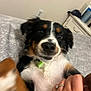 Houston is registered to the contest to win money with this photo: dog, pet, bed, hand, collar, indoor, furniture, blanket, pattern, animal, playing, closeup, cute, fur, canine, paw, ring, human, resting, affection