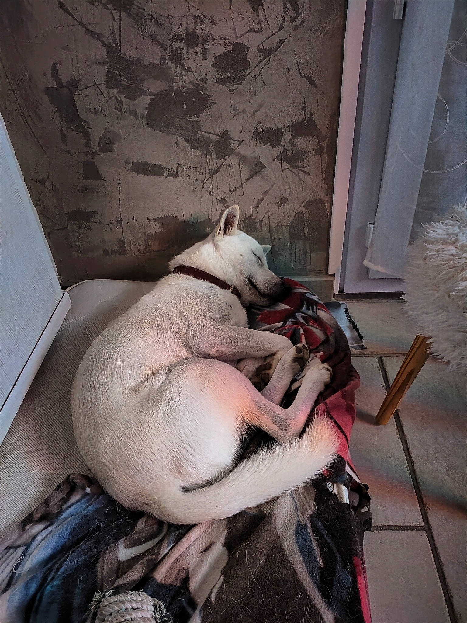 Balto a rejoint le concours — aidez-le/la à gagner de superbes lots ! canidae, carnivore, collar, comfort, companion_dog, dog, dog_breed, dog_collar, fawn, felidae, fur, non_sporting_group, snout, sporting_group, tail, toy_dog, whiskers, working_animal