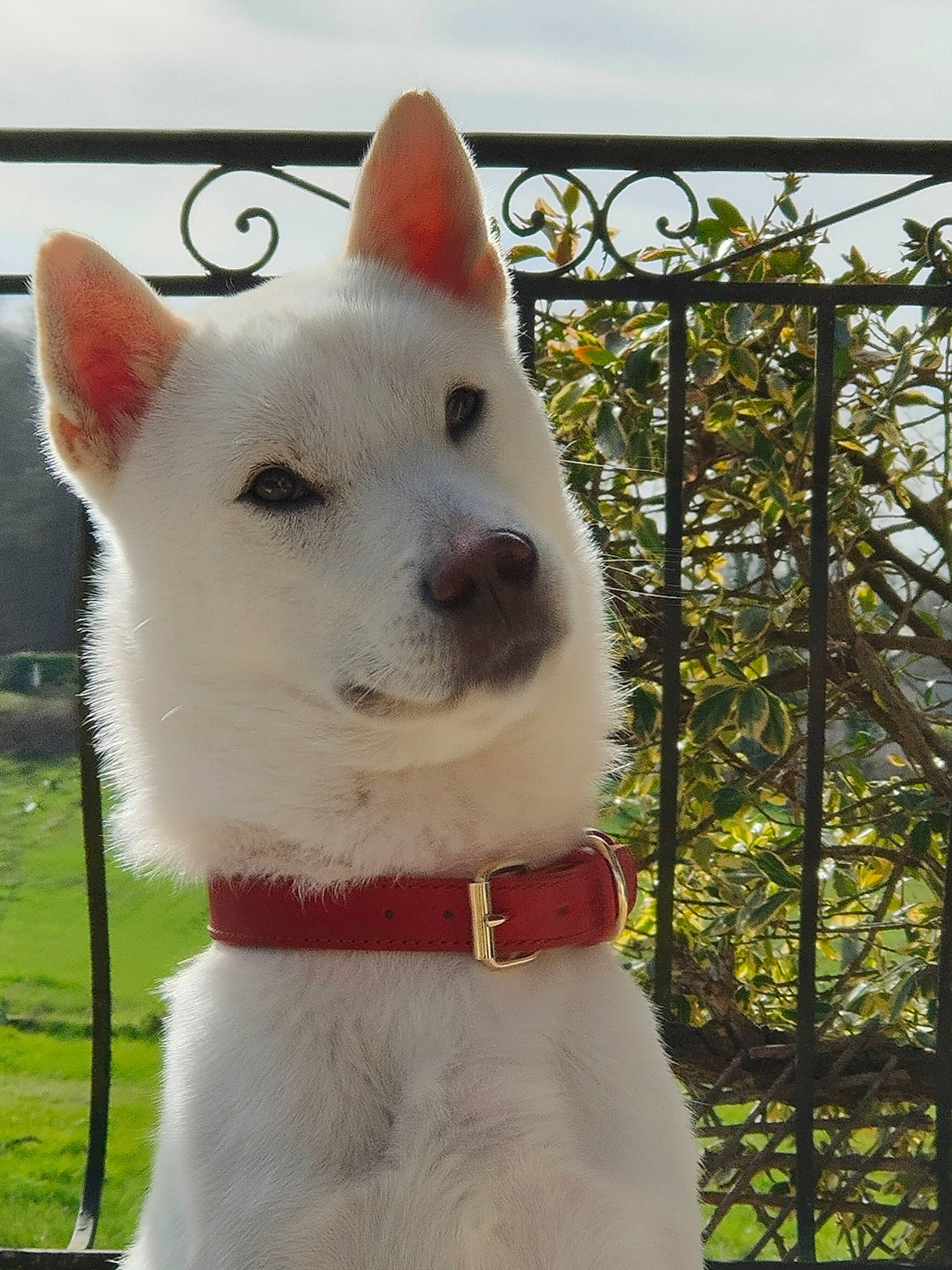 Balto participe au concours pour gagner de l'argent avec cette photo : ancient_dog_breeds, canidae, carnivore, collar, companion_dog, dog, dog_breed, dog_collar, eye, fashion_accessory, fawn, fur, pet_supply, plant, sky, snout, sporting_group, tail, tree, working_animal