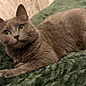 cat, gray_cat, pet, animal, feline, green_eyes, lying_down, cozy, indoor, blanket, soft_texture, fur, whiskers, ears, relaxed, close_up, cute, domestic_cat, resting, curious