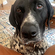 Gracie joined the competition — help win amazing prizes! dog, black_and_white, close_up, indoor, carpet, home, patterned_rug, wooden_cabinet, plant, pet, collar, floor, living_room, curious, animal, ears, face, brown_eyes, snout, furniture
