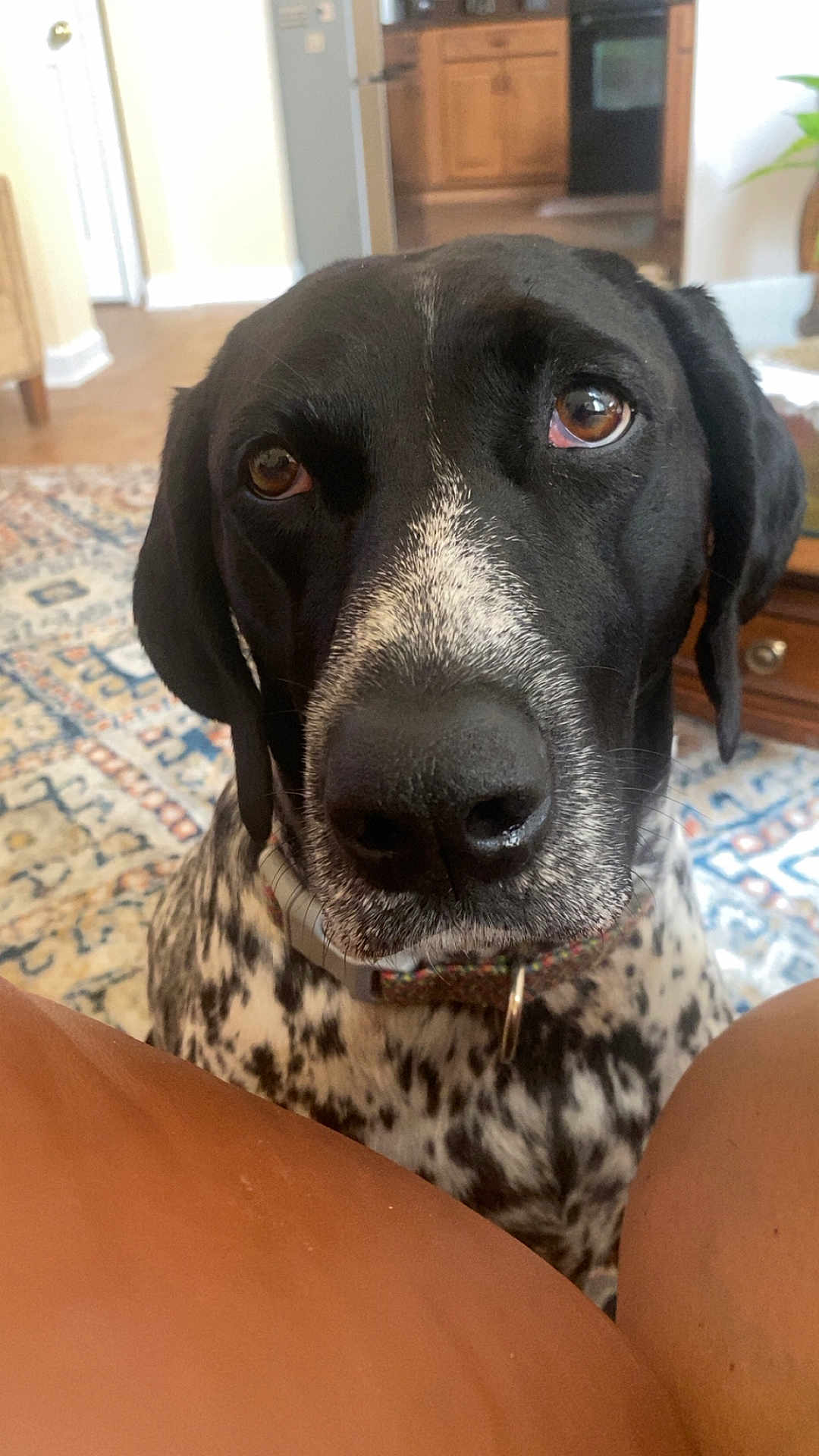 Gracie