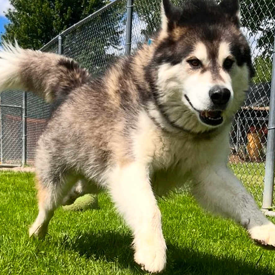 Vail joined the competition — help win amazing prizes! active, animal, backyard, canine, daytime, dog, fence, fur, grass, happy, husky, jumping, mammal, nature, outdoor, pet, playful, running, sunny, tree