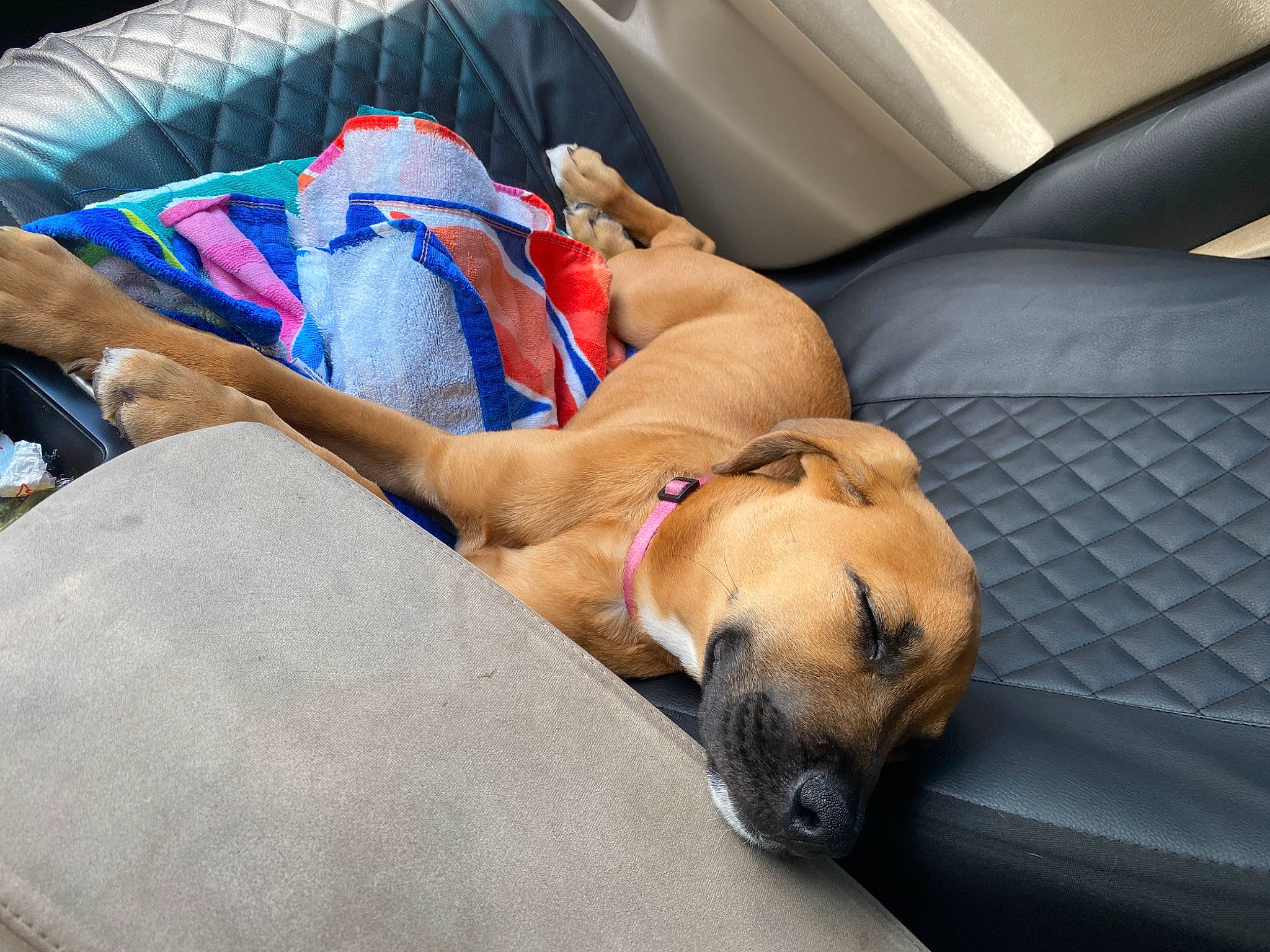 Chloe joined the competition — help win amazing prizes! black_mouth_cur, boerboel, bullmastiff, canidae, carnivore, comfort, companion_dog, dog, dog_breed, fawn, lurcher, mammal, nap, potcake_dog, puggle, puppy, rhodesian_ridgeback, sleep, snout