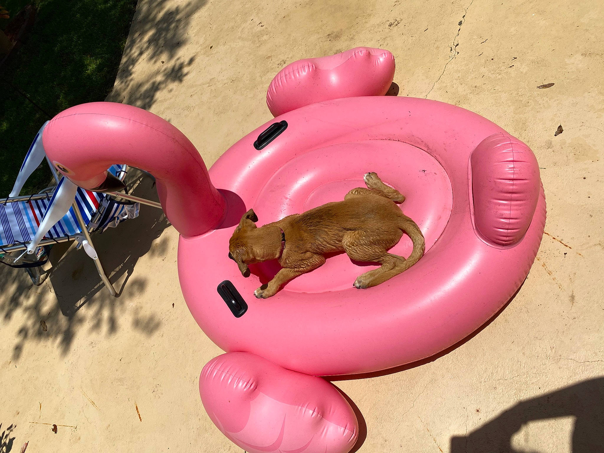 Chloe is registered to the contest to win money with this photo: balloon, dog_toy, pink, tail