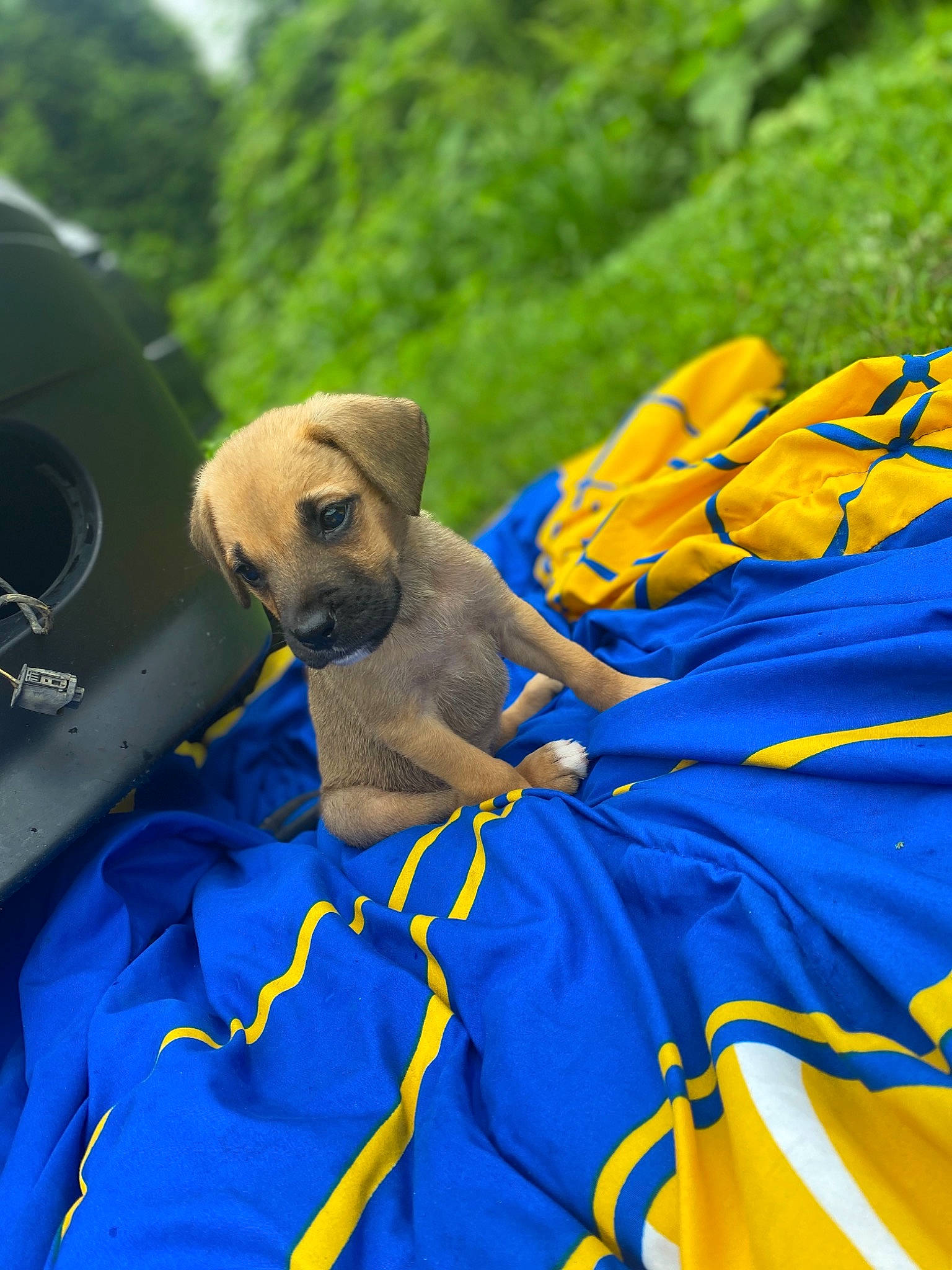 Chloe is registered to the contest to win money with this photo: canidae, carnivore, dog, dog_breed, fawn, puggle, puppy, yellow