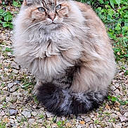 Mimine a rejoint le concours — aidez-le/la à gagner de superbes lots ! cat, fluffy, long_hair, outdoor, grass, rocks, greenery, animal, pet, nature, sitting, fur, whiskers, tail, eyes, mammal, cute, calm, wildlife, close_up