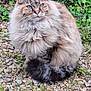cat, fluffy, long_hair, outdoor, grass, rocks, greenery, animal, pet, nature, sitting, fur, whiskers, tail, eyes, mammal, cute, calm, wildlife, close_up