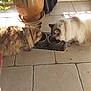 cat, cats, feeding, food_bowl, floor, tile_floor, sunlight, plant, pot, fluffy, indoor, pet, animal, feline, two_animals, brown_cat, white_cat, shadow, domestic_cat, cozy