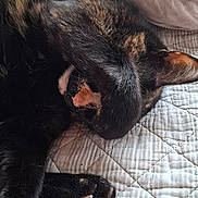 Chipie a rejoint le concours — aidez-le/la à gagner de superbes lots ! cat, tortoiseshell, paw, sleeping, resting, quilted_blanket, cozy, indoor, pet, feline, fur, closeup, napping, cute, relaxed, cushion, bed, animal, whiskers, ear