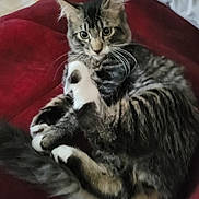 Inspector Gadget is registered to the contest to win money with this photo: animal, cat, curled_up, cute, domestic, ears, feline, fluffy, fur, indoor, pet, pillow, red_cushion, relaxed, star_design, tabby_cat, tail, whiskers, white_paws, wooden_floor