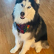 Loki joined the competition — help win amazing prizes! dog, siberian_husky, blue_eyes, bandana, colorful, tie_dye, fluffy, indoor, wooden_floor, pet, canine, sitting, fur, black_and_white, animal, companion, cute, domestic, portrait, friendly