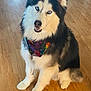 dog, siberian_husky, blue_eyes, bandana, colorful, tie_dye, fluffy, indoor, wooden_floor, pet, canine, sitting, fur, black_and_white, animal, companion, cute, domestic, portrait, friendly