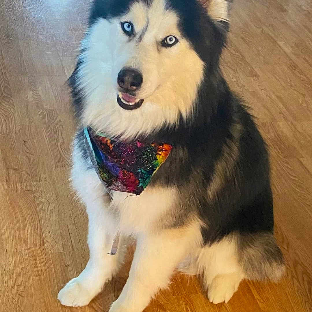 Loki joined the competition — help win amazing prizes! animal, bandana, black_and_white, blue_eyes, canine, colorful, companion, cute, dog, domestic, fluffy, friendly, fur, indoor, pet, portrait, siberian_husky, sitting, tie_dye, wooden_floor